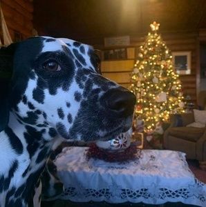 Meet your Posher, Gordon